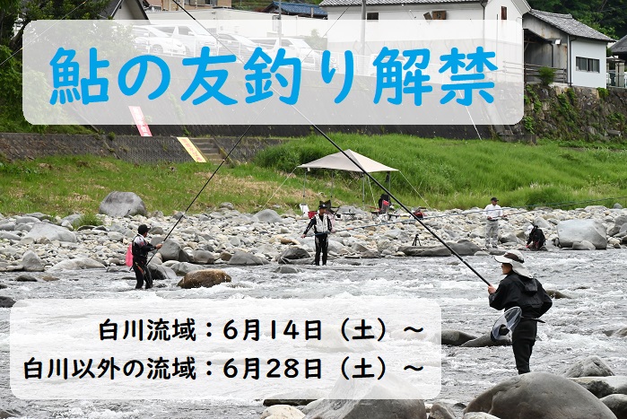 鮎の友釣り
