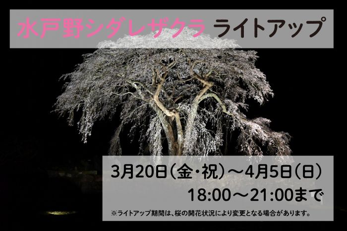 水戸野シダレザクラライトアップ
