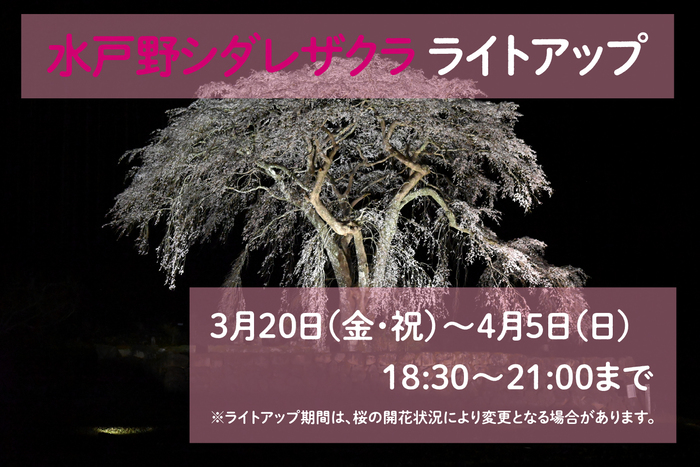 水戸野シダレザクラライトアップ