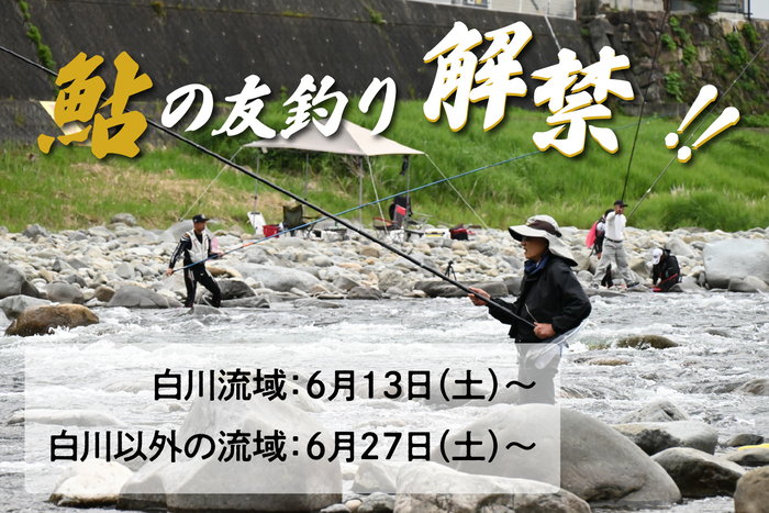 鮎の友釣り解禁