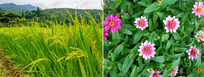 写真：稲穂＆花