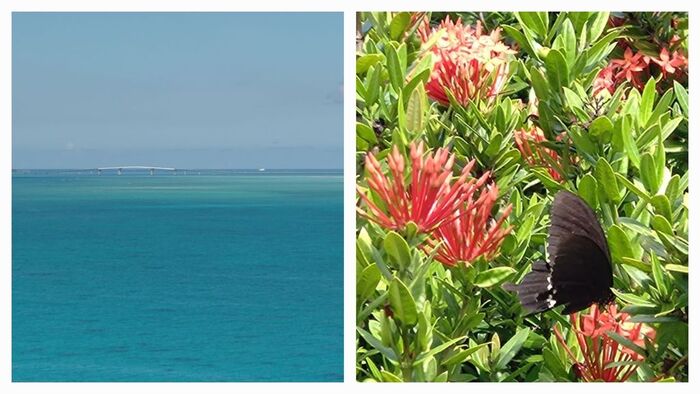 写真：宮古島市の海、花と蝶