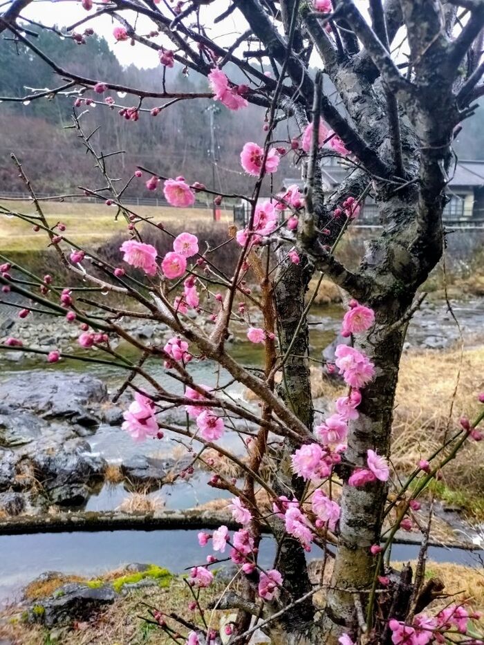 写真：3月の風景