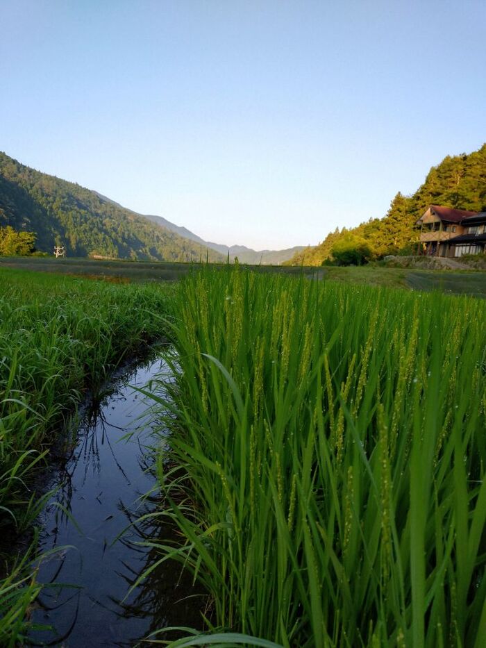 写真:8月の風景