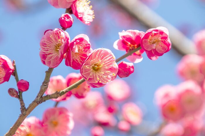 写真：花