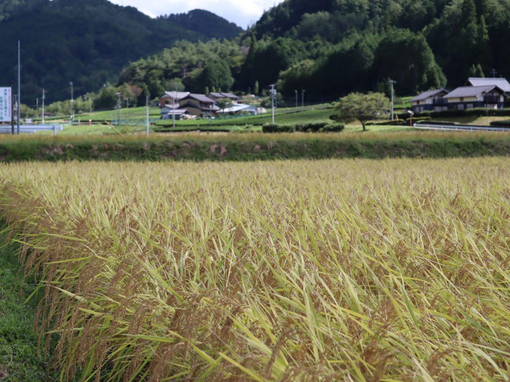 写真：稲田