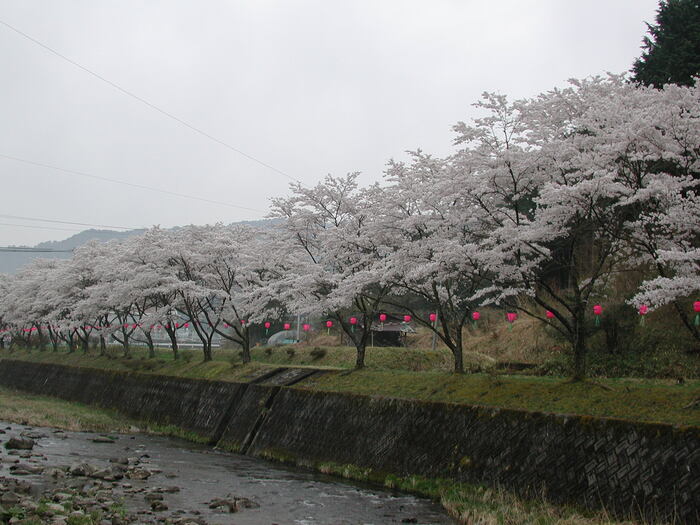 佐見川沿いに数十本の桜が咲き誇る小町桜