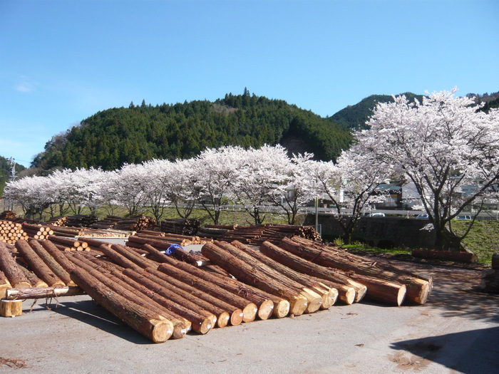 木材市場の桜並木