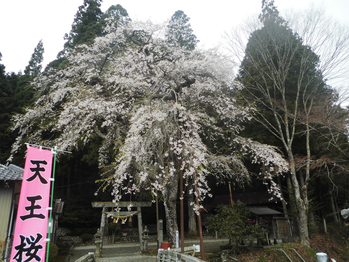 満開の天王桜