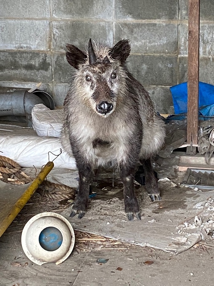 カモシカについて
